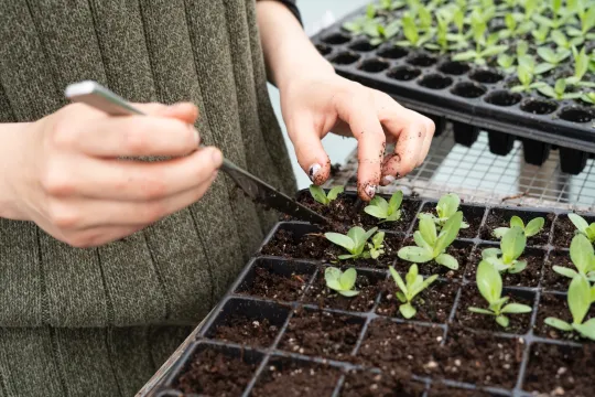 planten