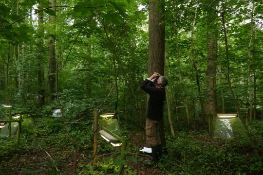 Wat de bomen ons vertellen