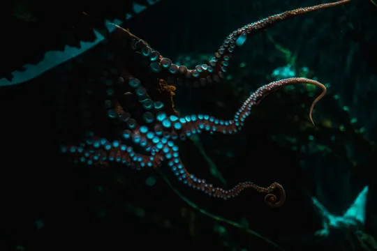 Octopus