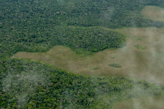 Amazone regenwoud ontbossing