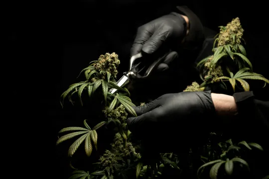 cannabis cbd