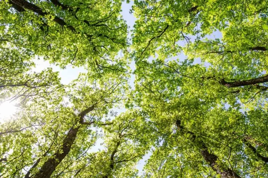 klimaatrobuust bos