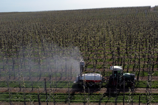 Een tractor met aanhangwagen sproeit producten in een veld met fruitbomen, voornamelijk kersenbloesems, in Zoutleeuw.
