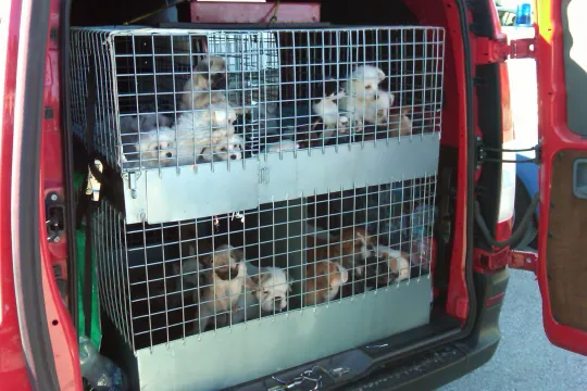 puppyverkoop