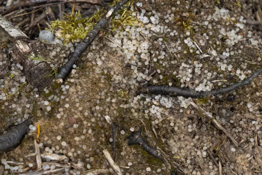pellets vervuiling bossen Ecaussinnes
