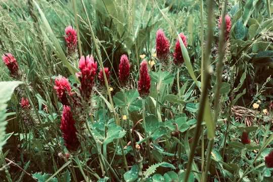 biodiversiteit