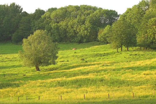 Zicht op de weiden rond Bos t'Ename.