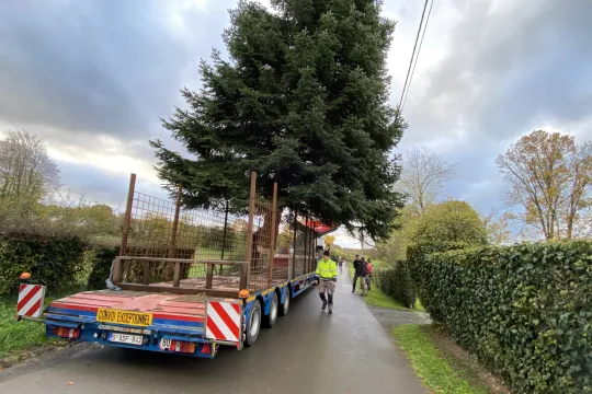 kerstbomen