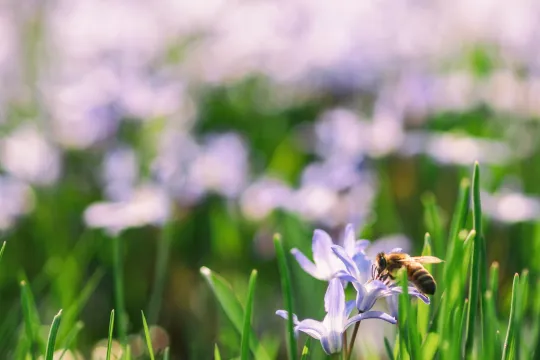 Een bij zoekt naar stuifmeel in een veld vol paarse bloemen.