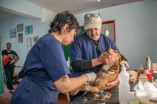 dierenartsen aan het werk