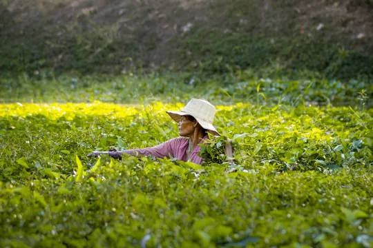 vrouw oogst haar akkers in Cambodja