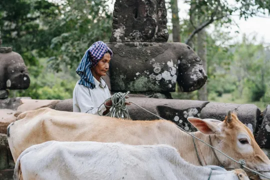 oudere vrouw en haar runderen nabij de Angkor Wat tempels in Cambodja