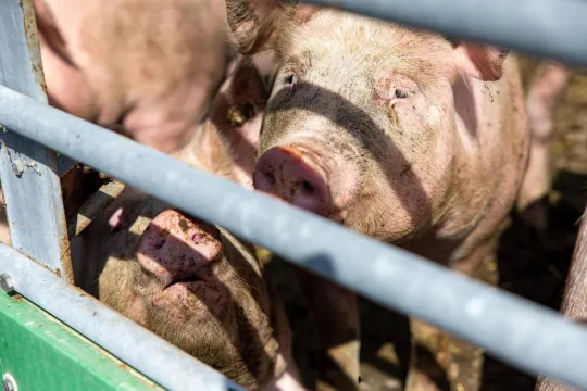 Varkens in een stal, achter tralies. 