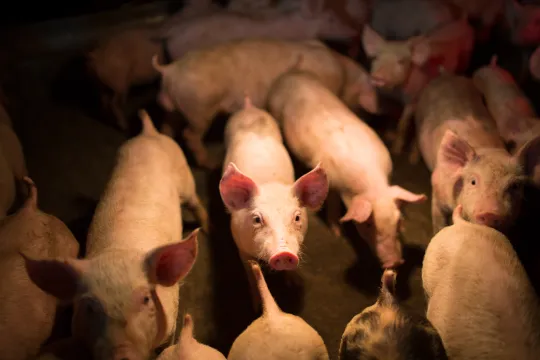 Verschillende varkens samen in een hok.