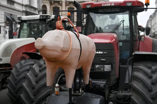 Een tractor tilt een groot varken van plastic op tijdens een boerenprotest. 