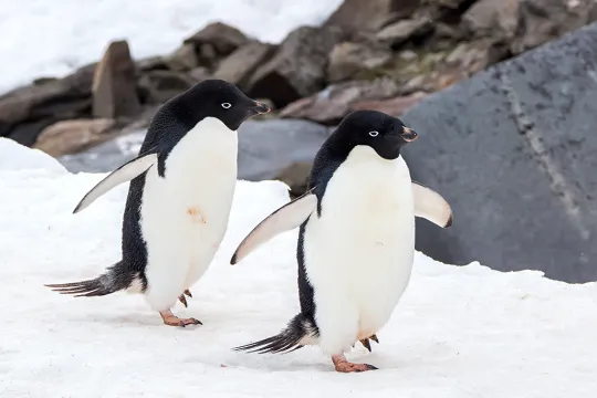 Twee Adelie pinguïns wandelen over het ijs op Antarctica.