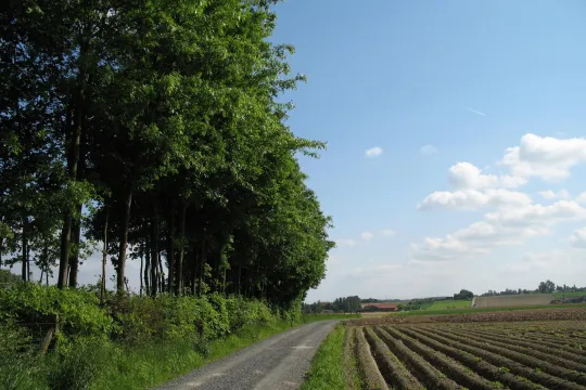 Weg op het platteland met aan de linkerkant een rij bomen en rechts een omgeploegd veld.
