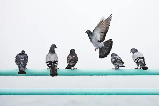Vijf duiven zitten op een railing, eentje vliegt net weg. 