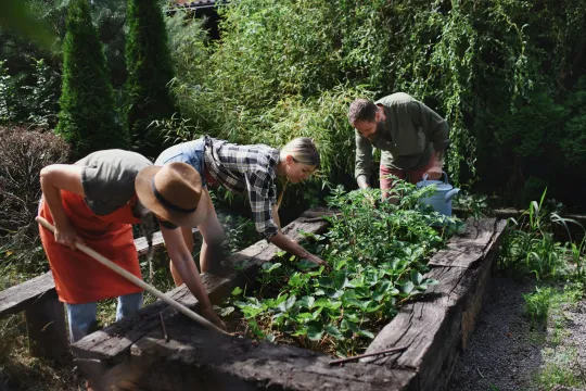 Drie personen verzorgen groenten in een moestuin. 