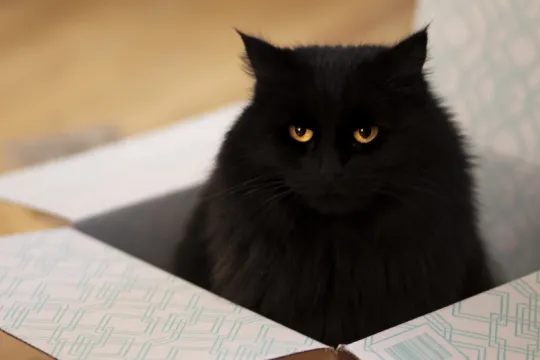 catinbox