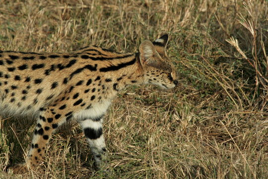 Serengeti_Serval