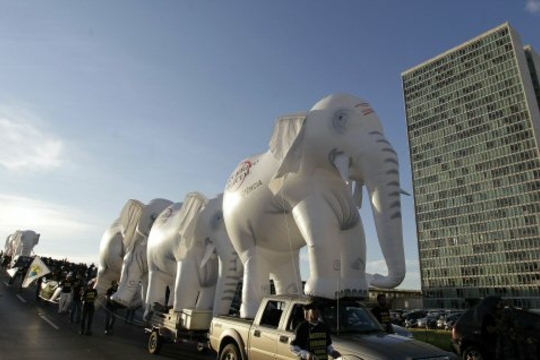 Witte olifanten (Foto Tom Dieusaert)