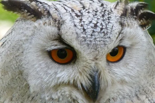 owl