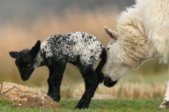 nudge sheep