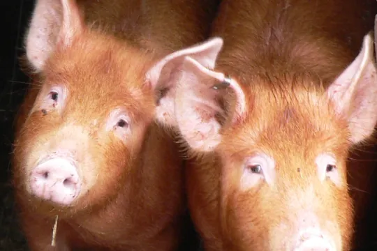 Varkens (Foto Johnmuk)