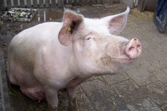 1200px-Pig_8907