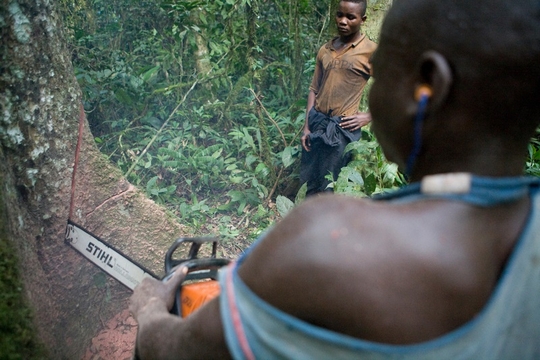 Houtkap in Congo-bekken (Foto (c) Jan-Joseph Stok/Greenpeace)