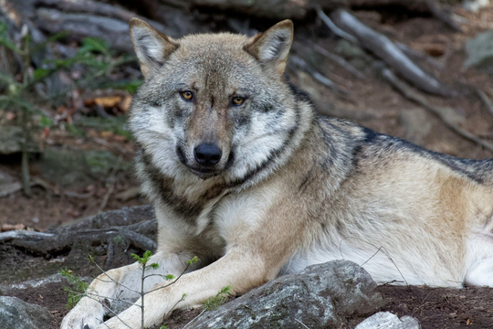 Een wolf (Foto: (cc) Thomas Gerhard)