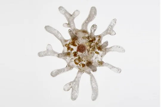 amoeba2
