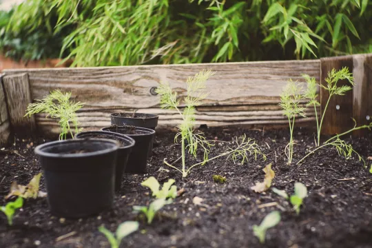 landbouw stad urban farming