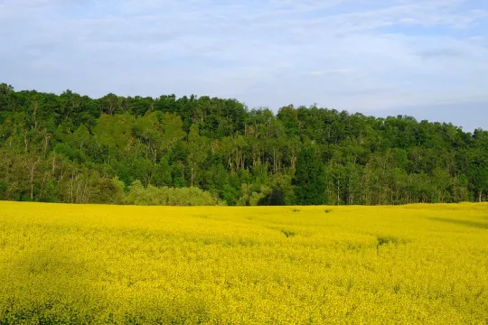 farmland