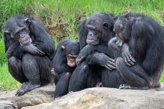 chimpanzees