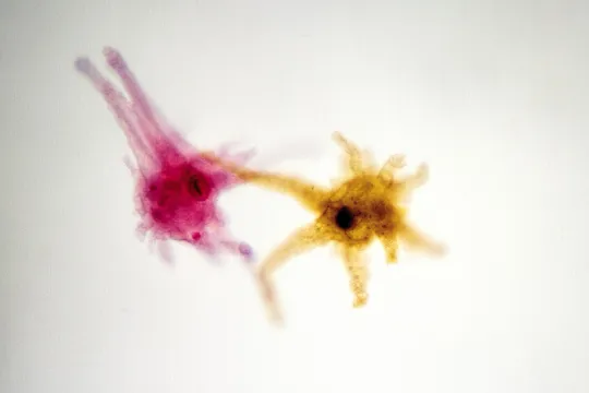 amoebae2