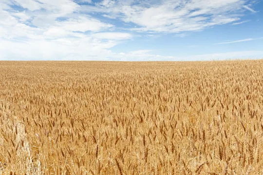 wheat field
