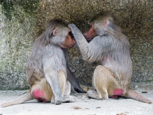 grooming baboons