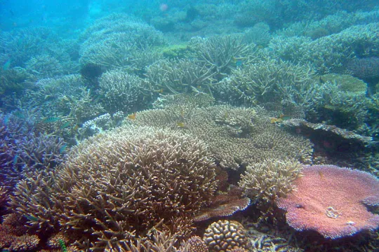 reef
