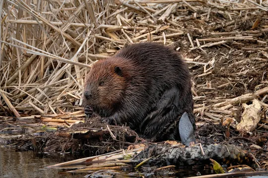 beaver dam