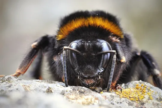 bumblebee