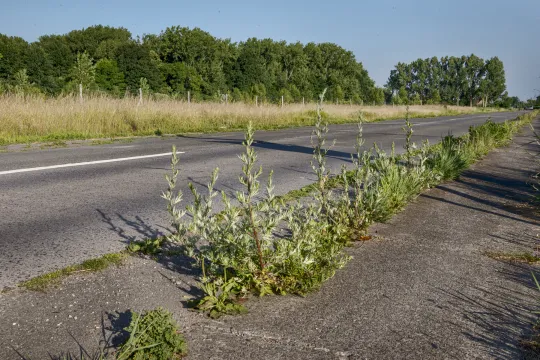 Planten breken door het asfalt in de Bosstraat in Vinderhoute