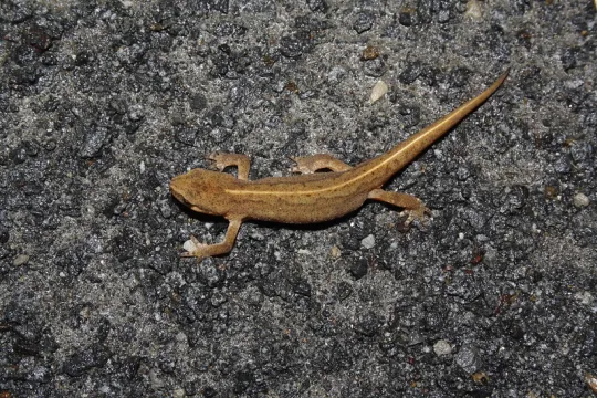 Vinpootsalamander