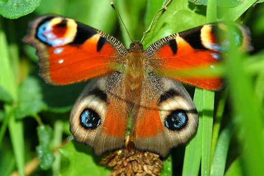 butterfly