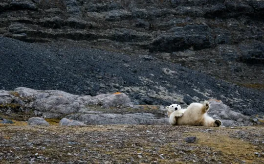 IJsbeer op de fjord Hornsund op Spitsbergen