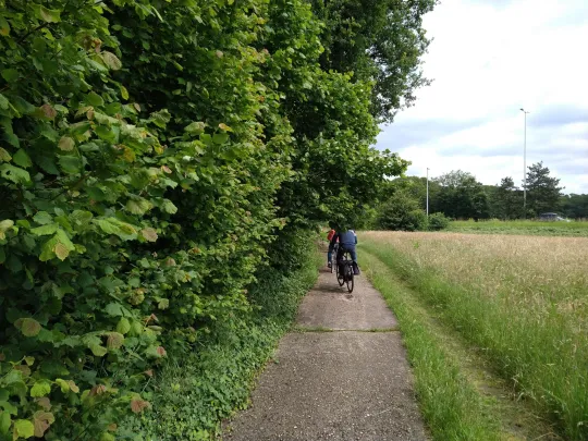 Verhard fietspad door het bos