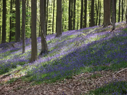 Hallerbos