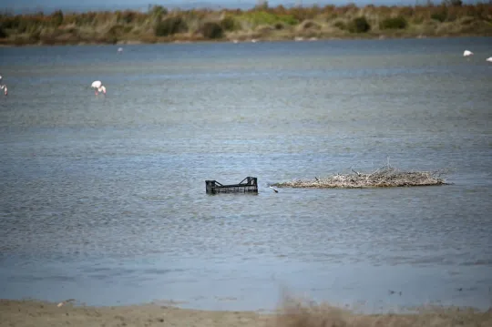 Een meer met flamingo's en afval.