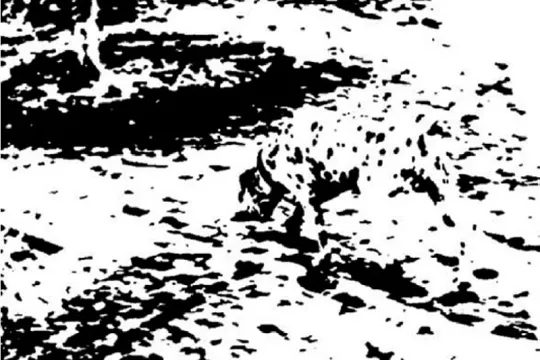 Tekening in zwarte en witte vlekken waarop je een dalmatiër kan herkennen. 